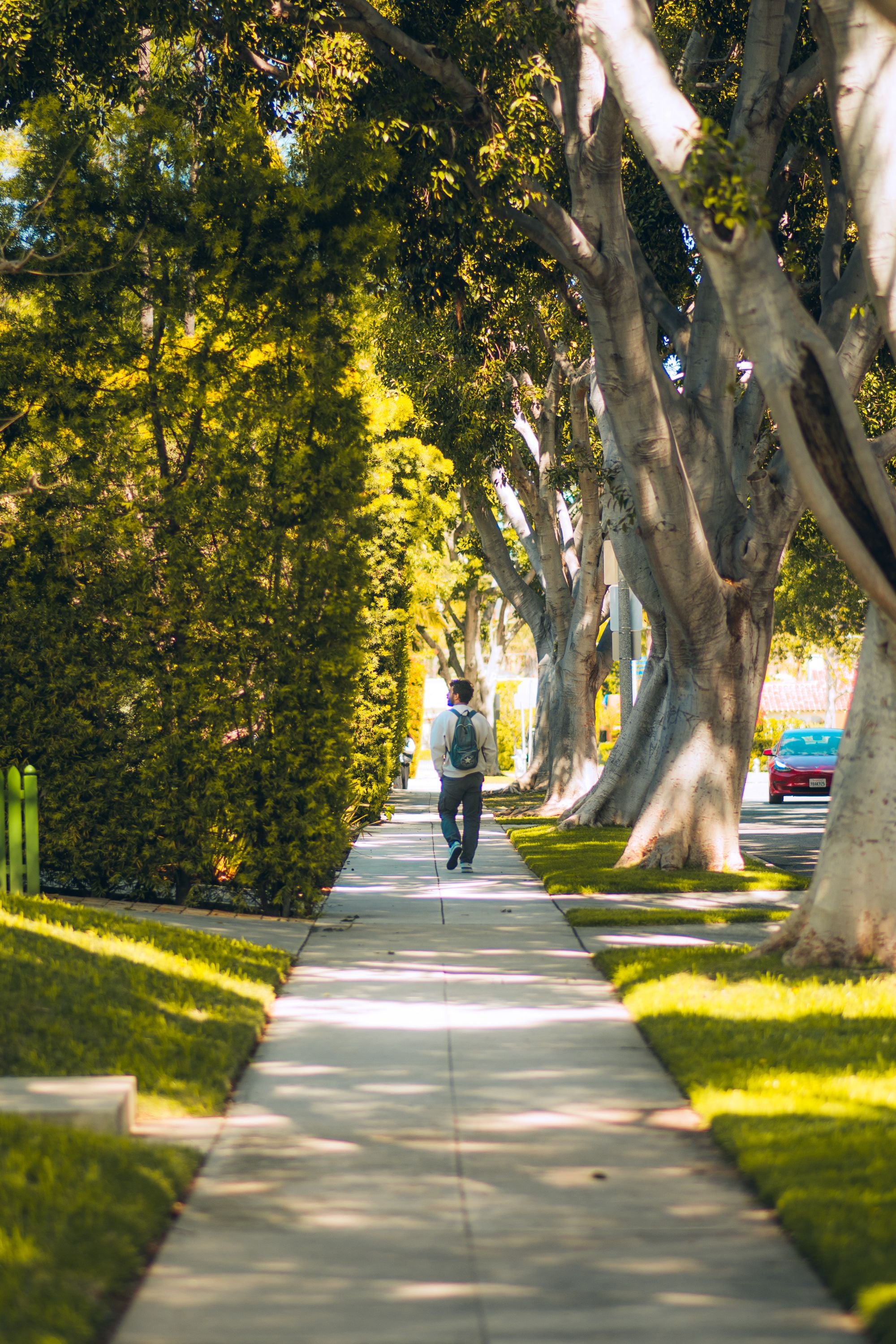 Tall trees lining a suburban sidewalk