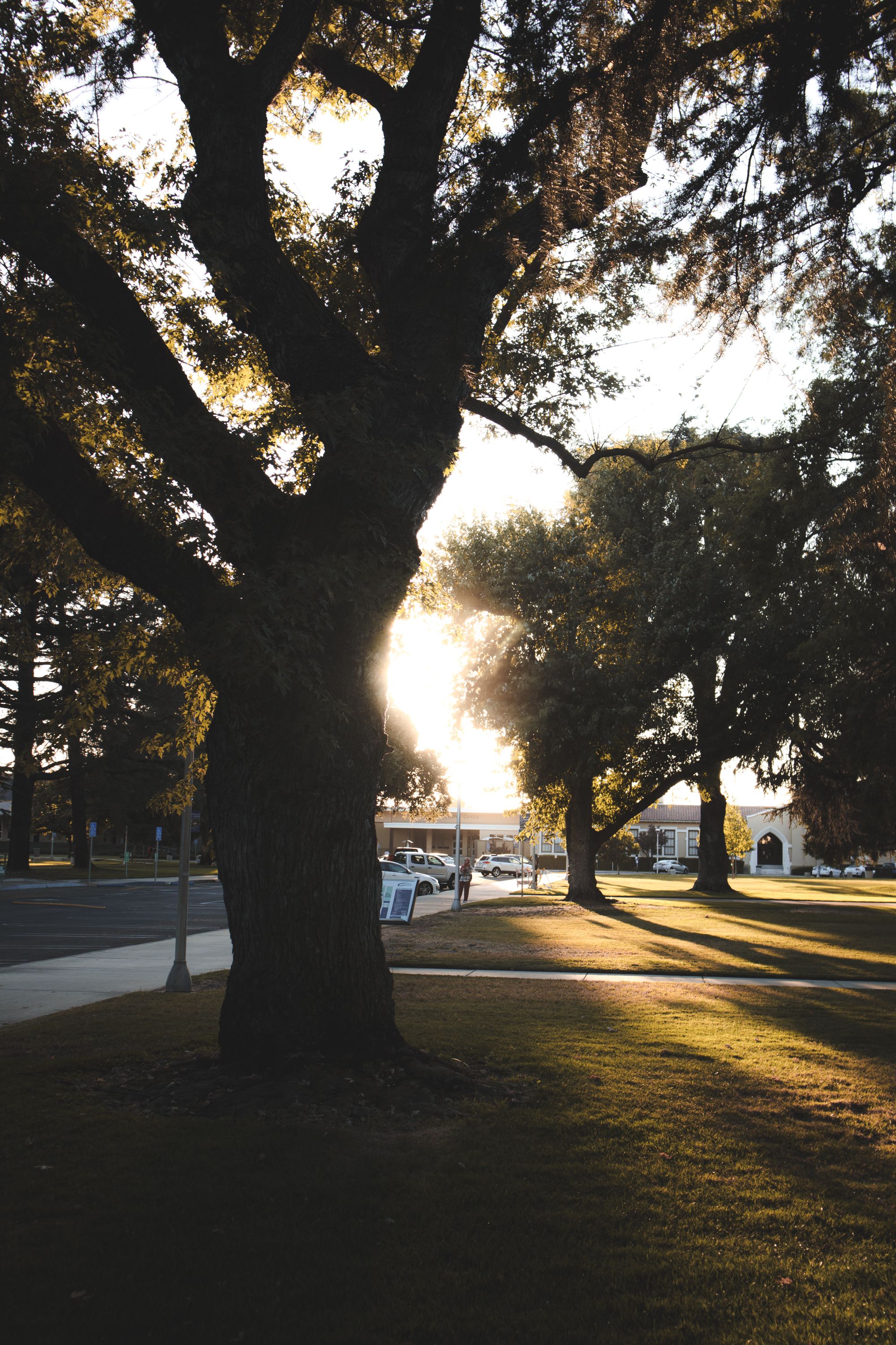 Sunlight through the trees at a neighborhood park