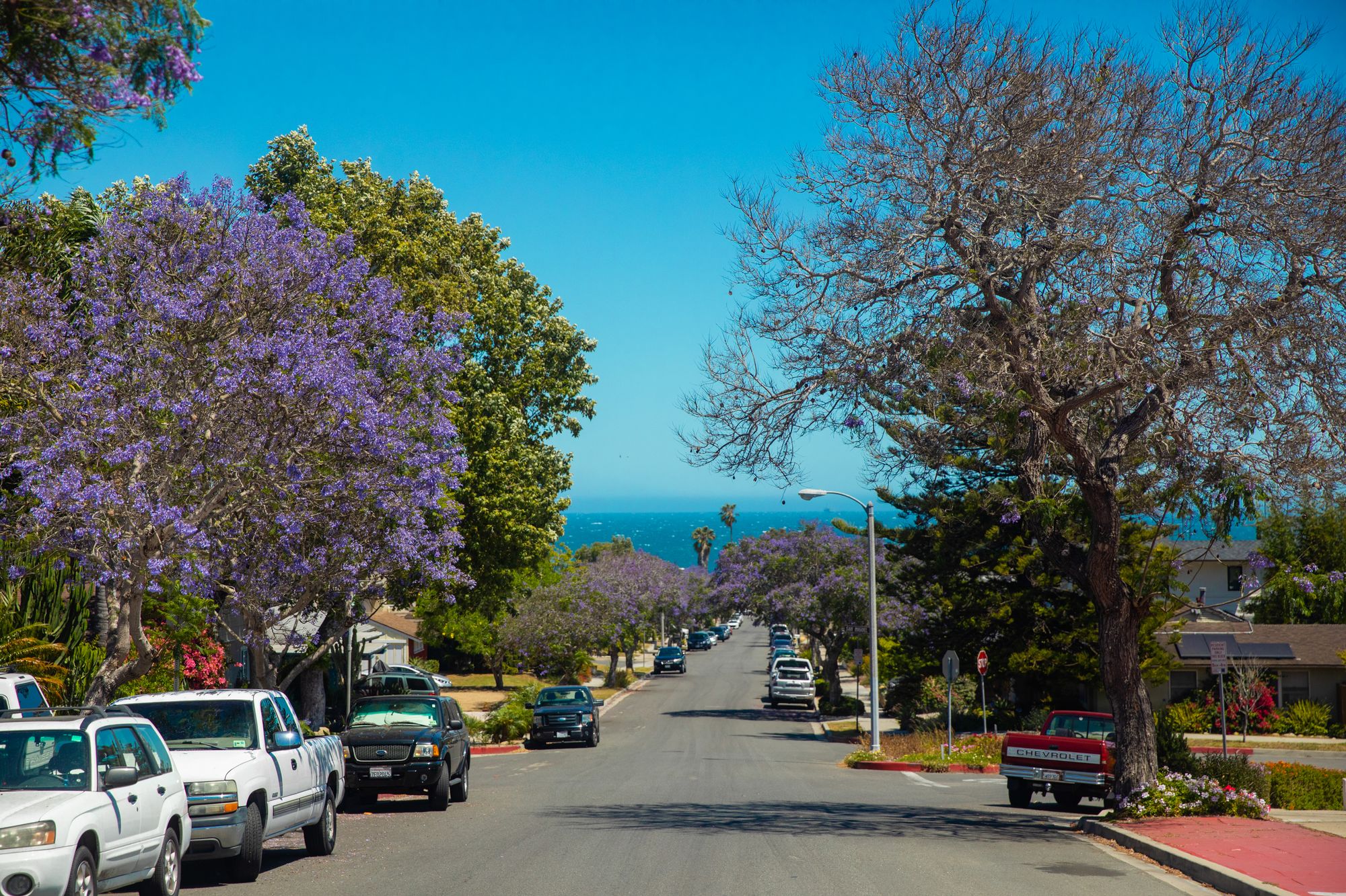 A sunny street lined with flowering jacaranda trees and parked cars