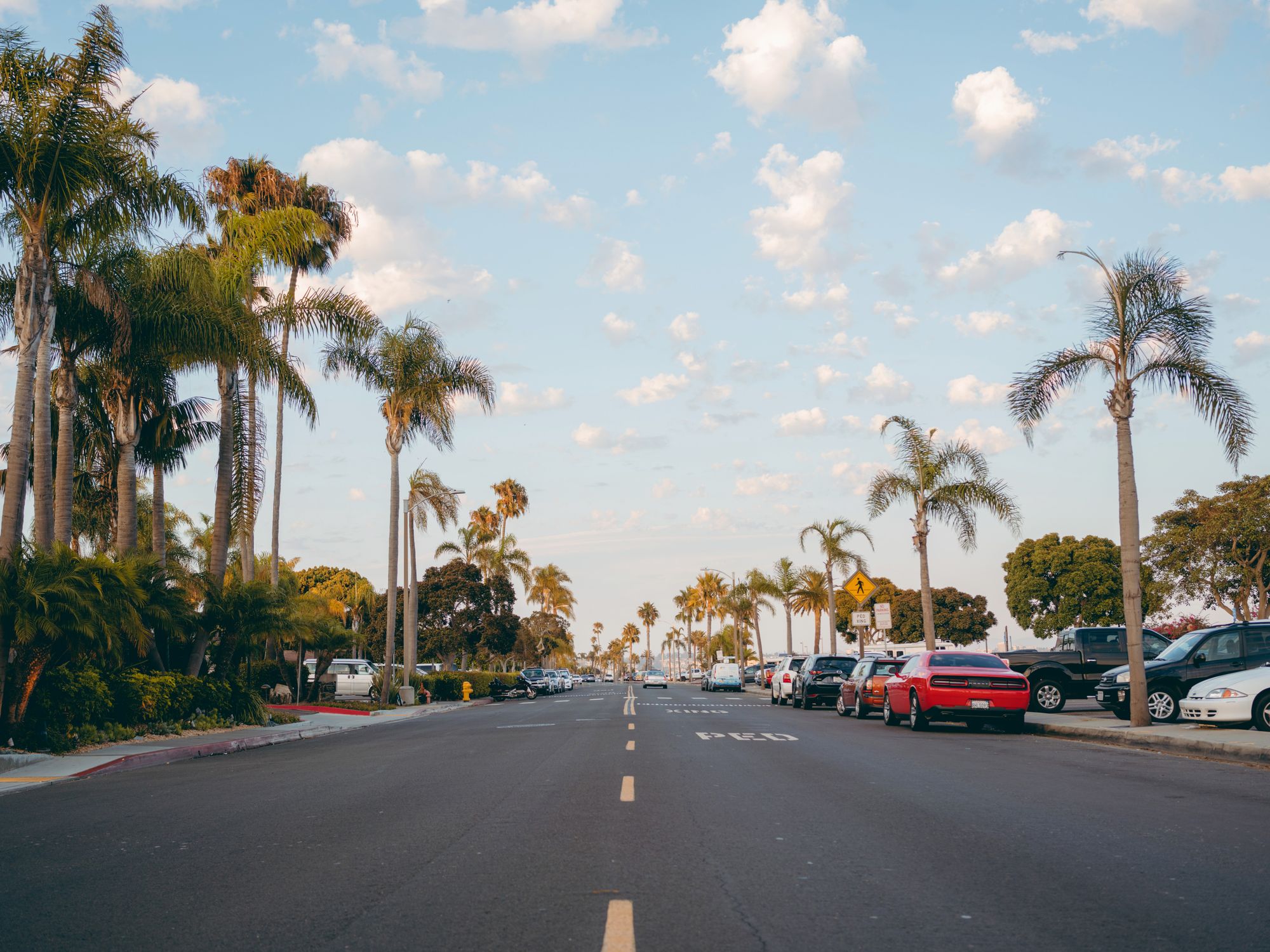 A palm lined residential street with parked cars under a clear sky