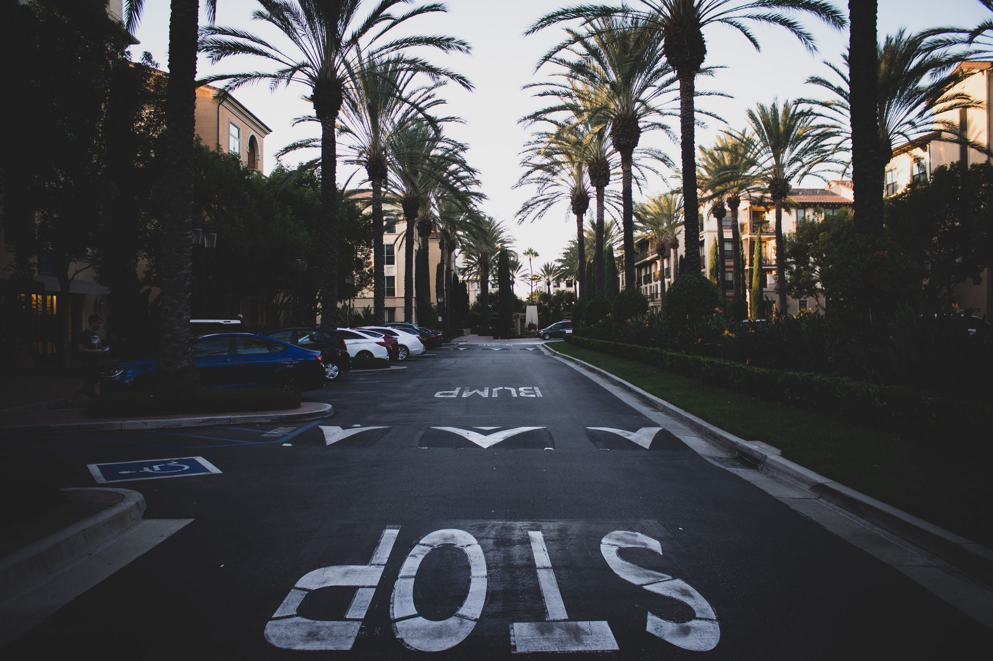 Palm lined residential street with parked cars and low rise homes