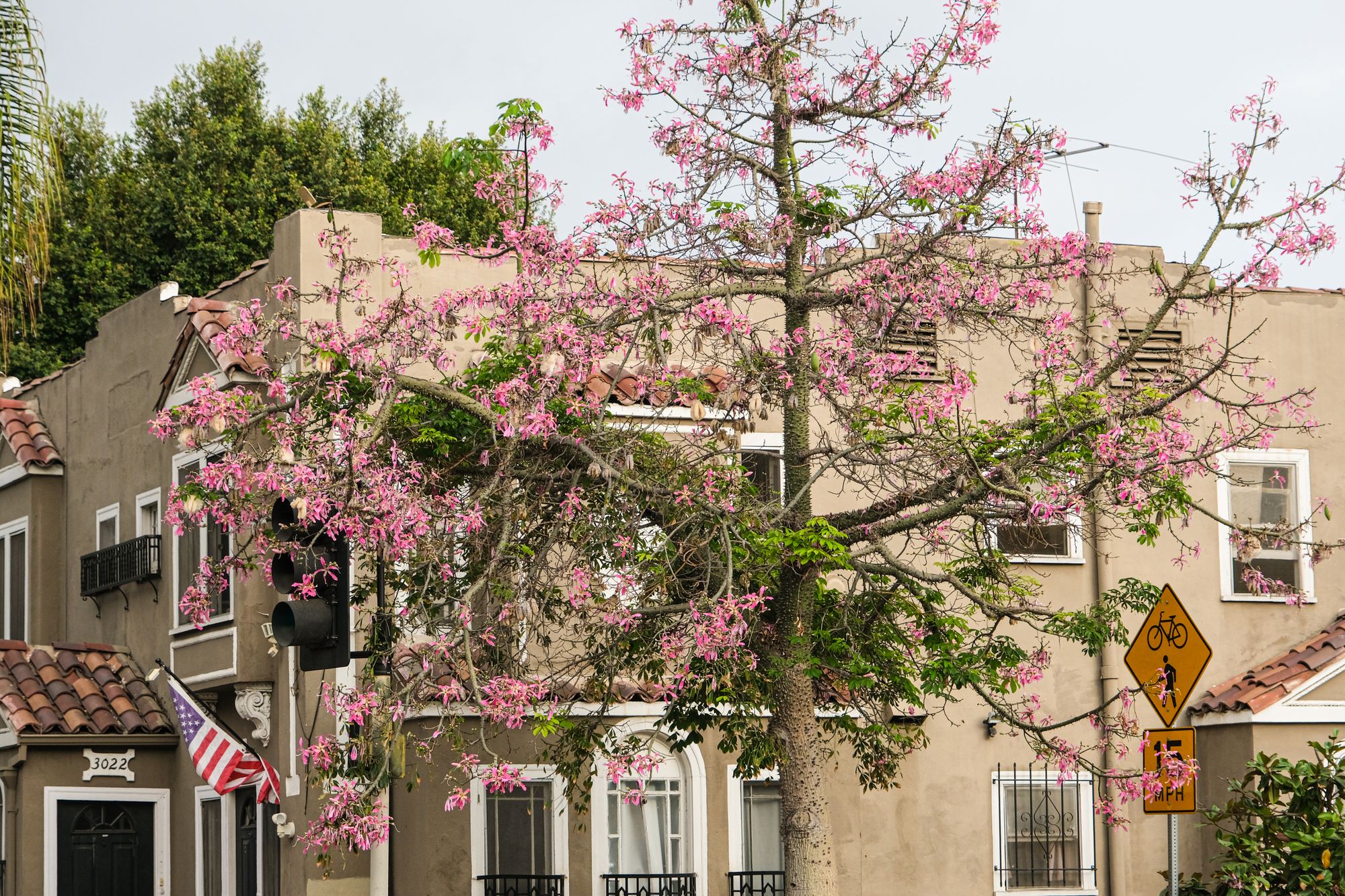 A pink flowering tree outside a classic Southern California home