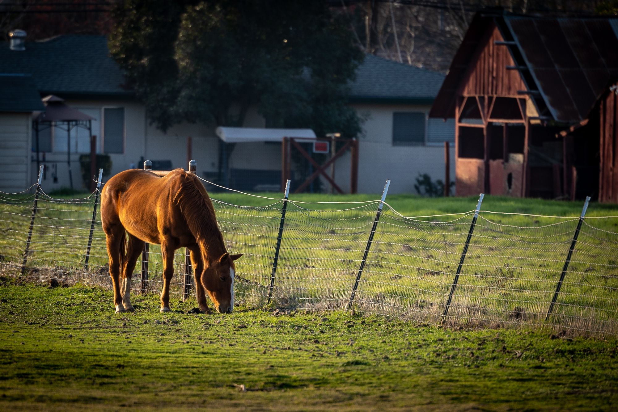 A brown horse grazing in a sunny pasture beside a rural barn