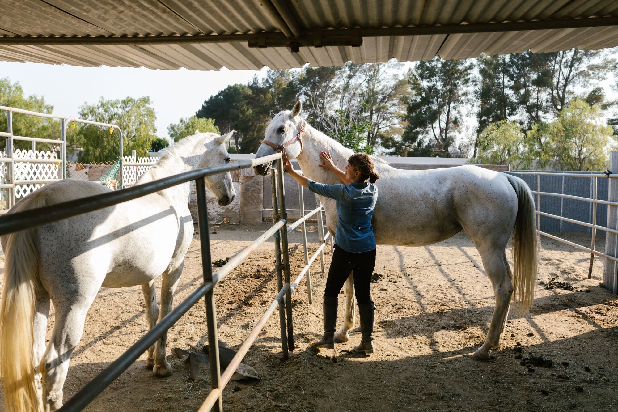 Two white horses being tended at an outdoor ranch stable