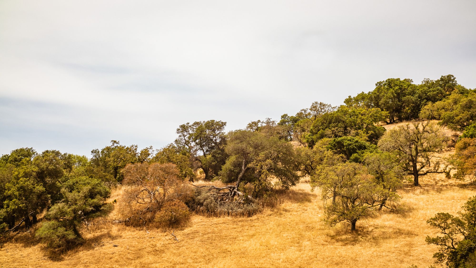 Green oak trees and golden summer grass on a California canyon hillside