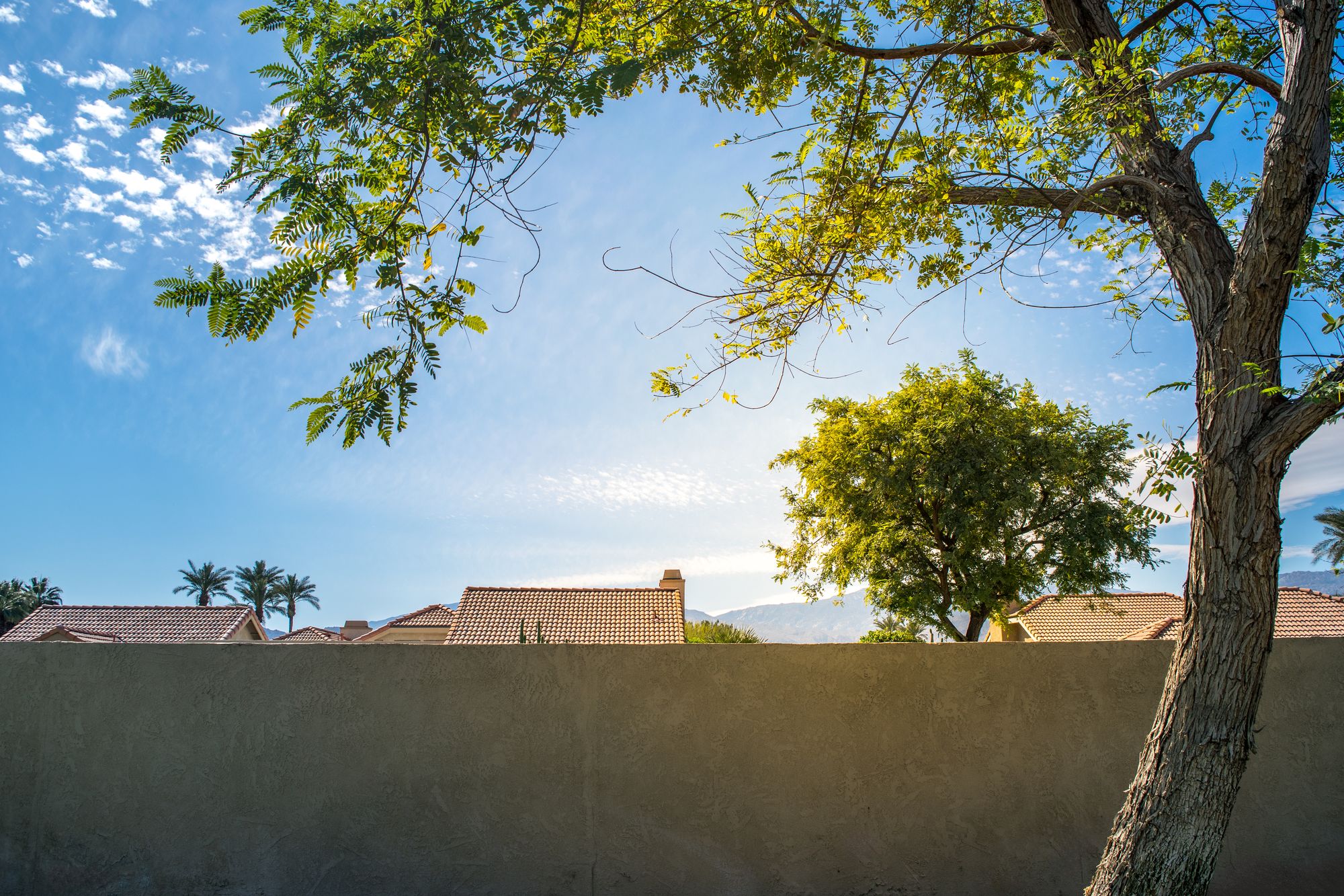 Rooftops seen through mature tree branches on a sunny residential street