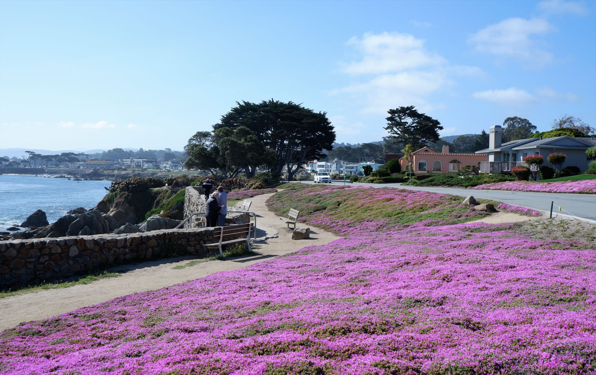 Coastal walking path with flowering ground cover above the beach