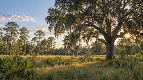 Agricola Green Cove Springs, FL: Plans & Buyer &hellip;