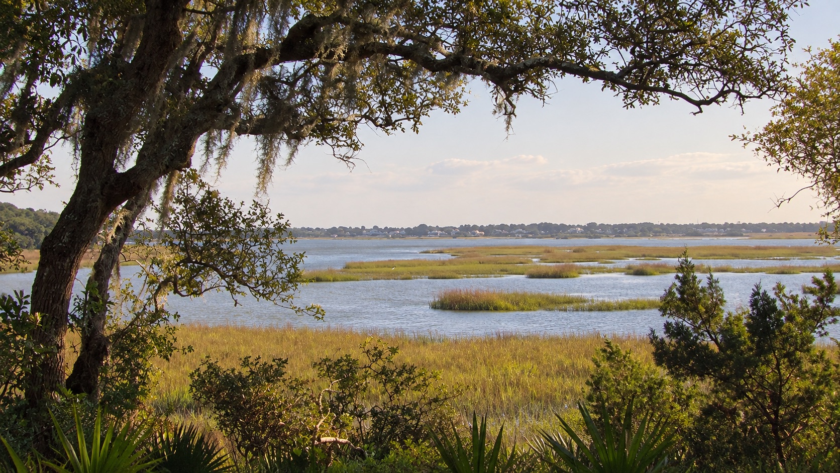 Live oaks and tidal marsh beside Vaill Point Park