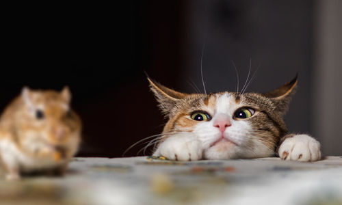 Preventing Pet Pests And Protecting Your Home