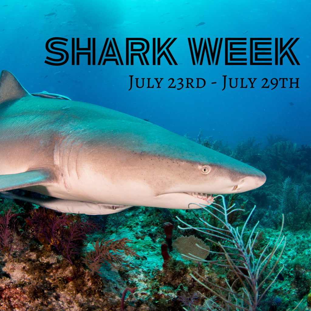 Shark Week: Exploring The Ocean's Majesty - Snook & Associates