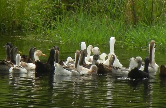 BETHEL GEESE IN POND