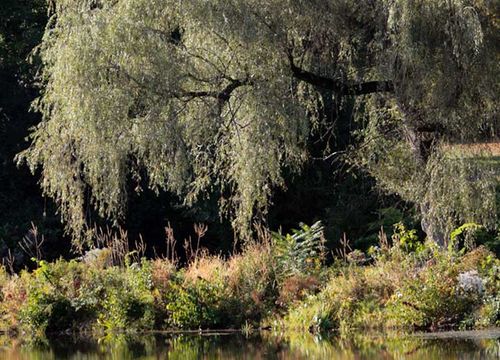 bettencourt-realty-landscape-4