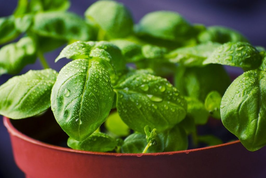 herbs are easy to grow in Lafayette IN Aimee Ness