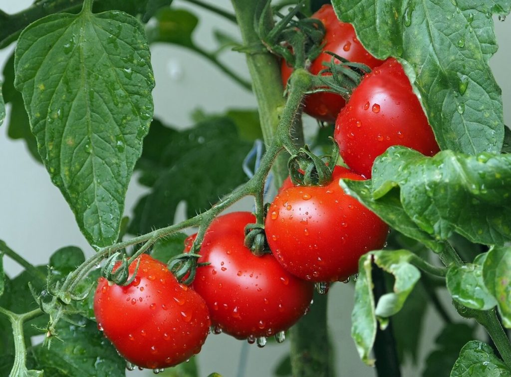 Tomatoes are easy to grow in Lafayette In Aimee Ness