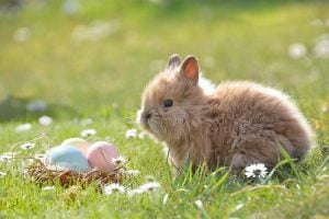 Easter Egg Hunts In Lafayette and West Lafayette 2022