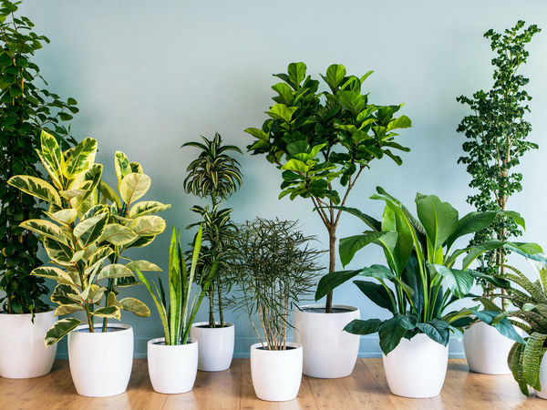 Why You Should Add Houseplants to …