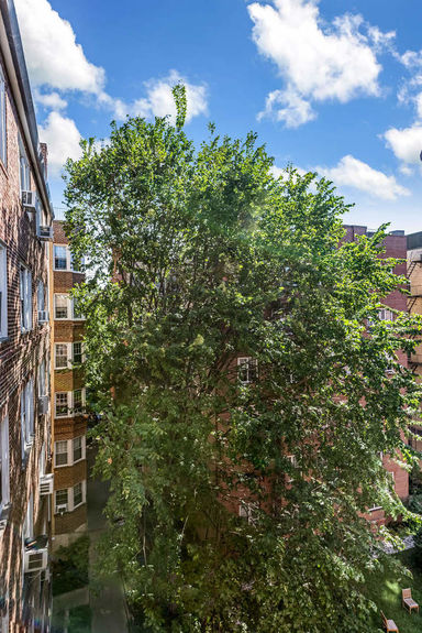 Big tree beside the building
