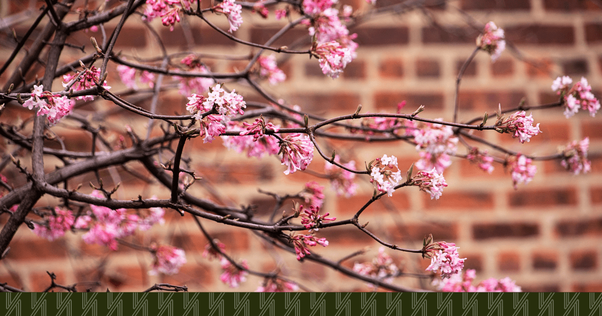 A photo of a cherry blossom tree in front of a brick wall in nyc