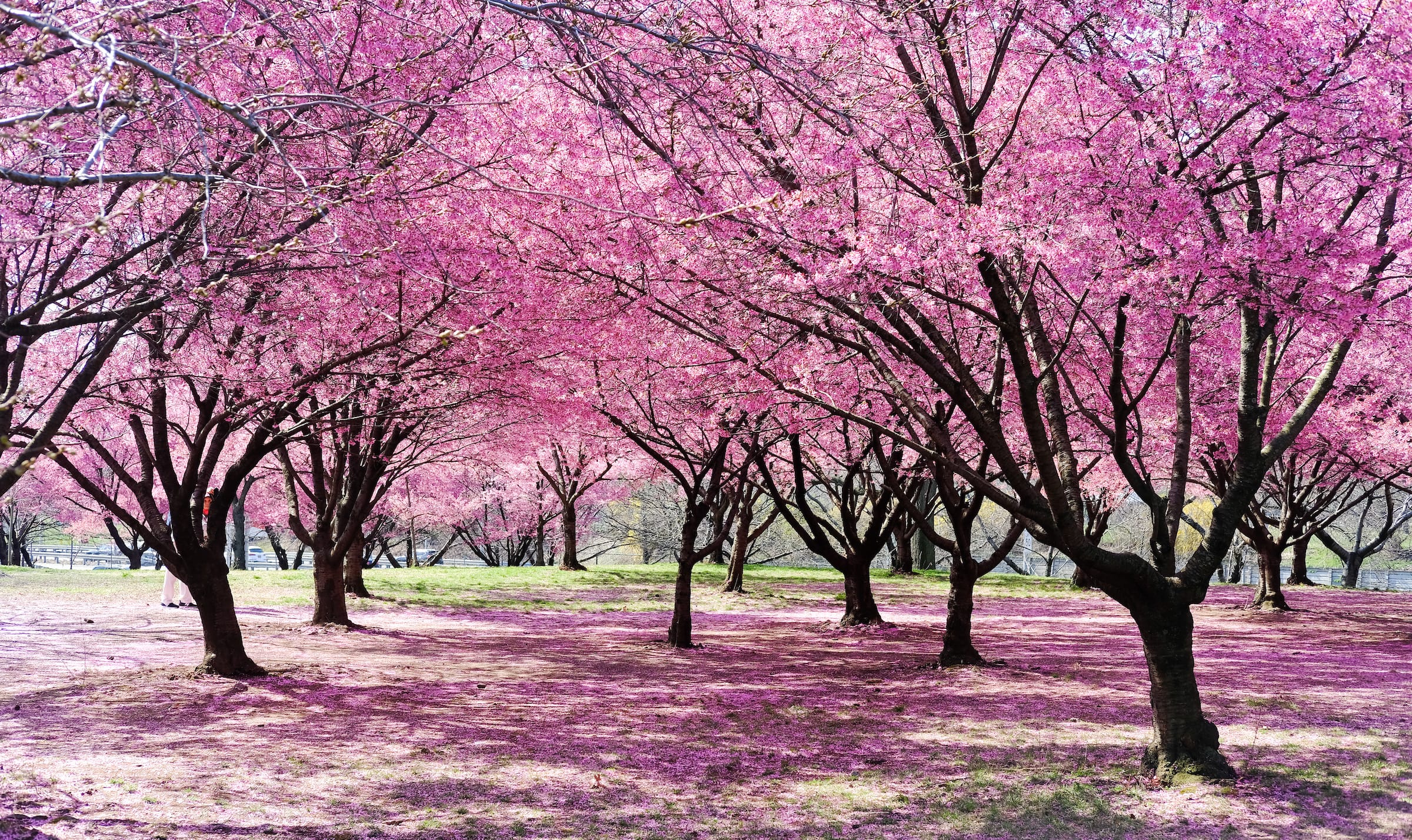 Beautiful photo of cherry blossoms in Flushing Meadows Corona Park Queens, NY