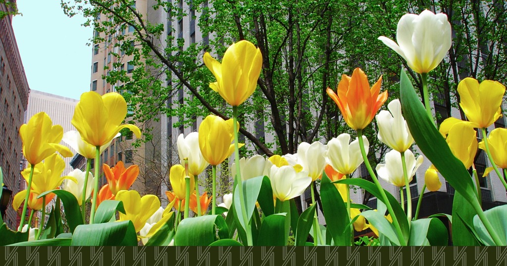 TipToe Through the Tulips Catch the Blooms in Queens Vasilis Kokoris