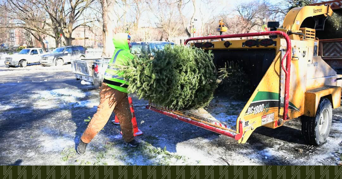 mulchfest-recycling-christmas-trees-nyc