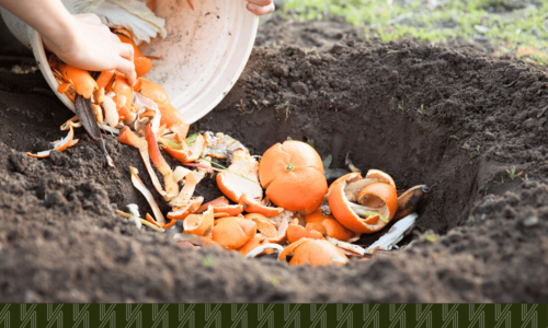 Turn Food Waste into Garden Gold with Free Compost Pick-Up i…