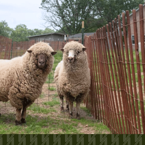 Ever Seen a Sheep Haircut in Queens? Here's One Spring Event You Can't Miss