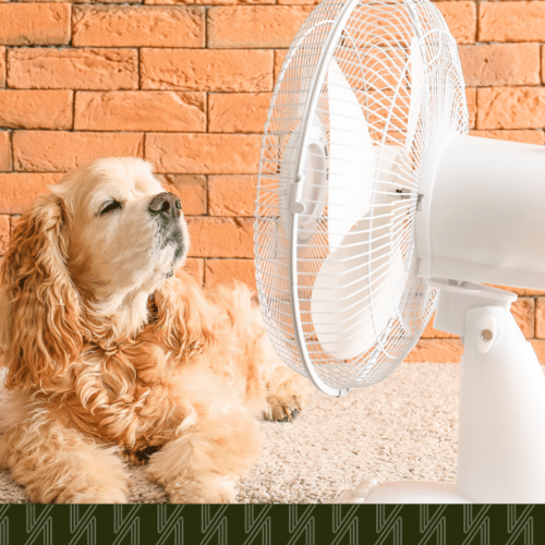 Queens Cooling Centers and Pet-Friendly Places to Beat the Heat