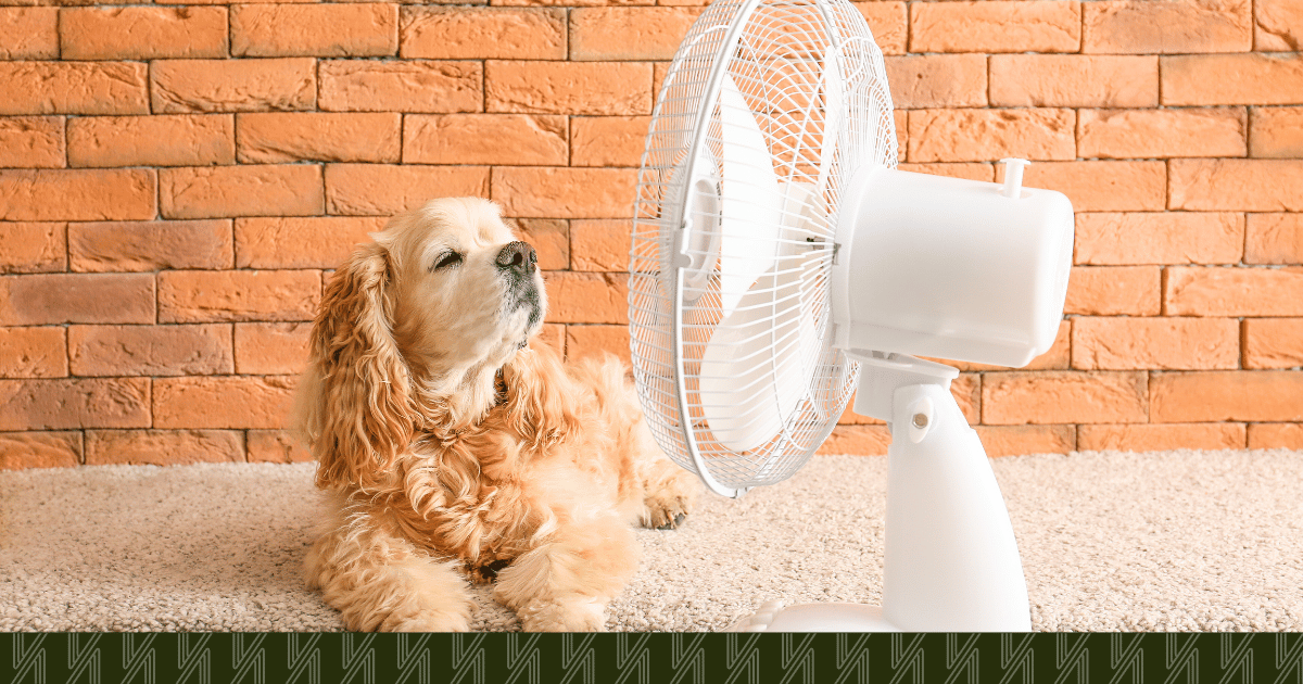 queens-cooling-centers-and-pet-friendly-places