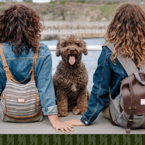 Why Astoria and LIC Are Perfect for Dog Owners