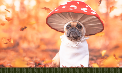 The Doggy Costume Brunch at Murphy’s Bar: Astoria’s Cute…
