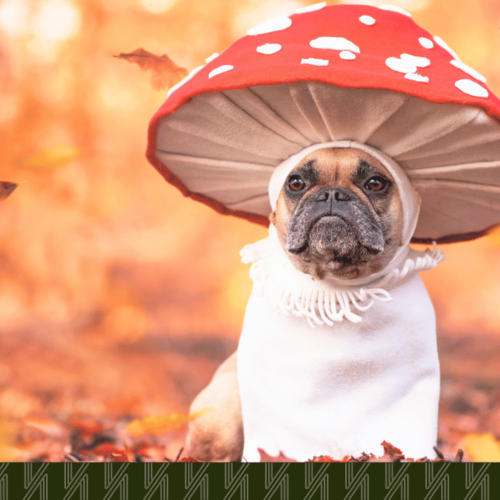 The Doggy Costume Brunch at Murphy’s Bar: Astoria’s Cutest Fall Tradition