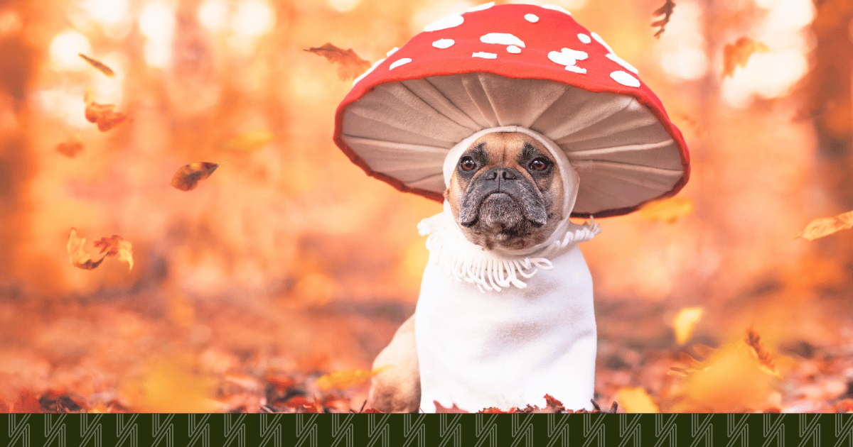 murphys-bar-astoria-doggy-costume