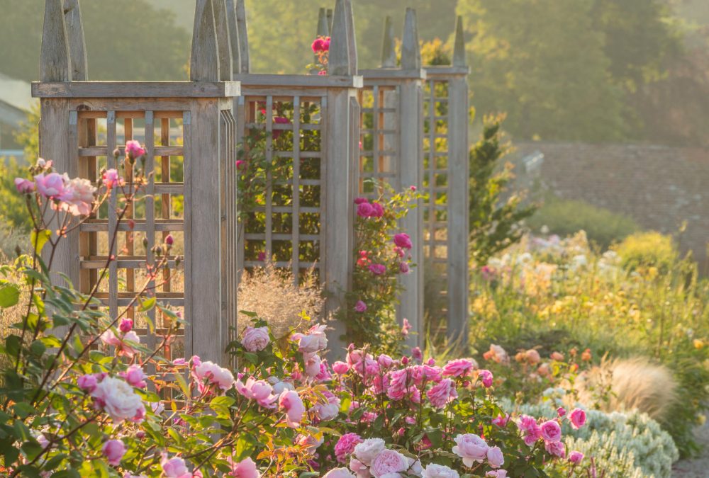 Starting and Maintaining a Rose Garden