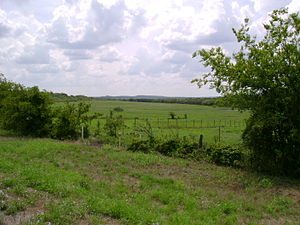 Picture of a grass field