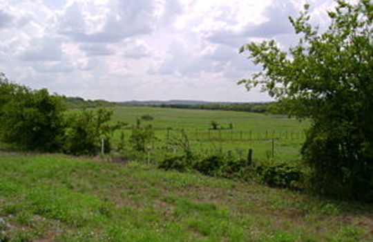 Picture of a grass field