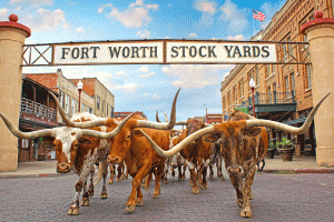 Picture of Longhorns at fort worth stock show