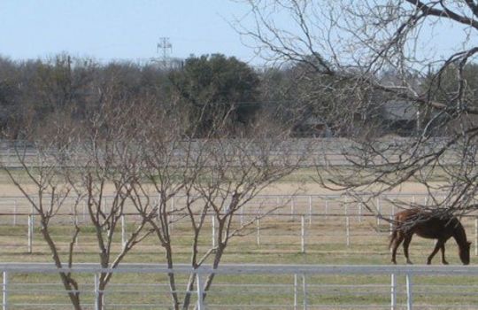 Picture of field and a horse