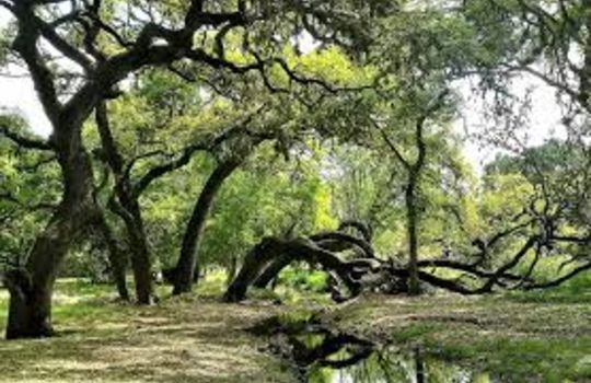 Forested Area in Garden Ridge Texas