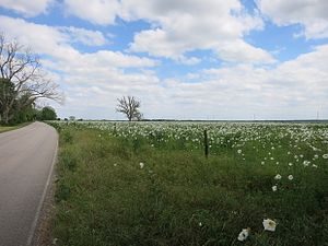 Picture of Fulshear Texas Wildflowers