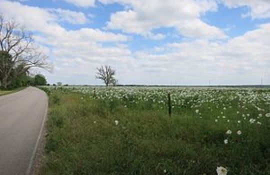 Picture of Fulshear Texas Wildflowers