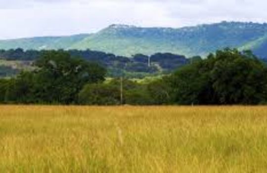 Grass field in Tarpley Texas