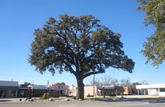 Oak_tree_in_Pleasanton