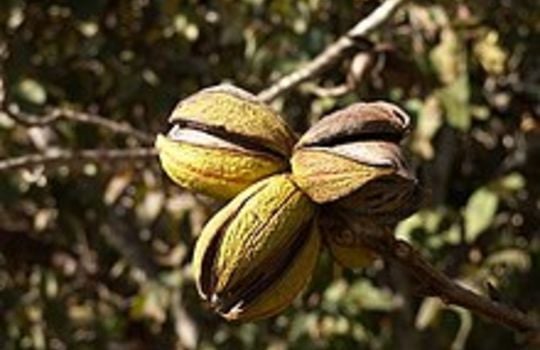 Picture of Pecans in Kirby Texas
