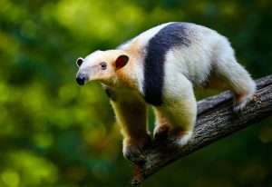 Anteater in a tree