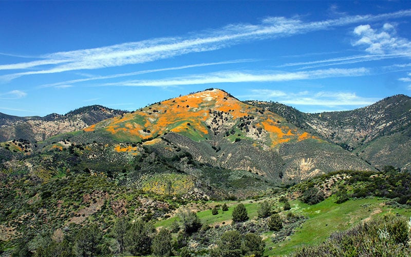 Los Olivos Francia Real Estate