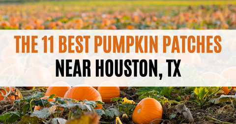 Best Pumpkin Patches near Houston, TX