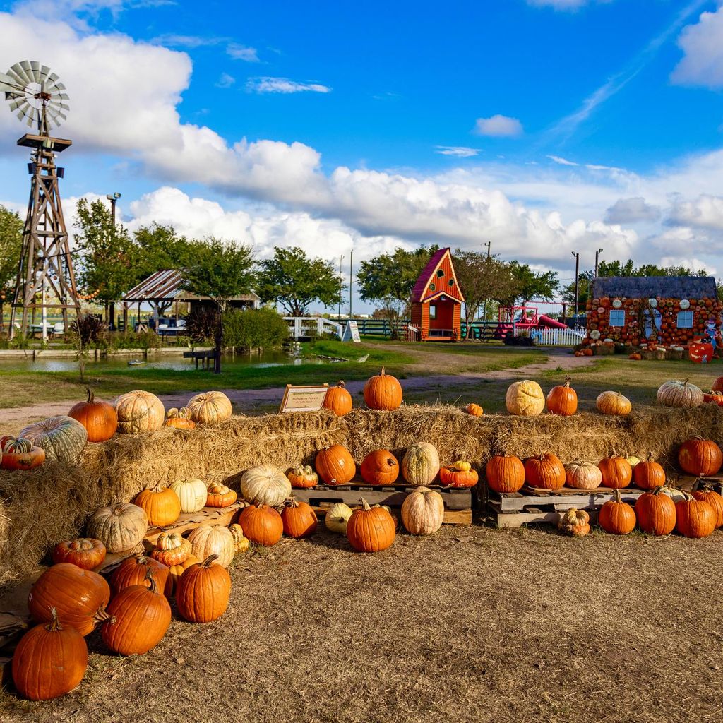 dewberry farm - pumpkin patch in Houston tx