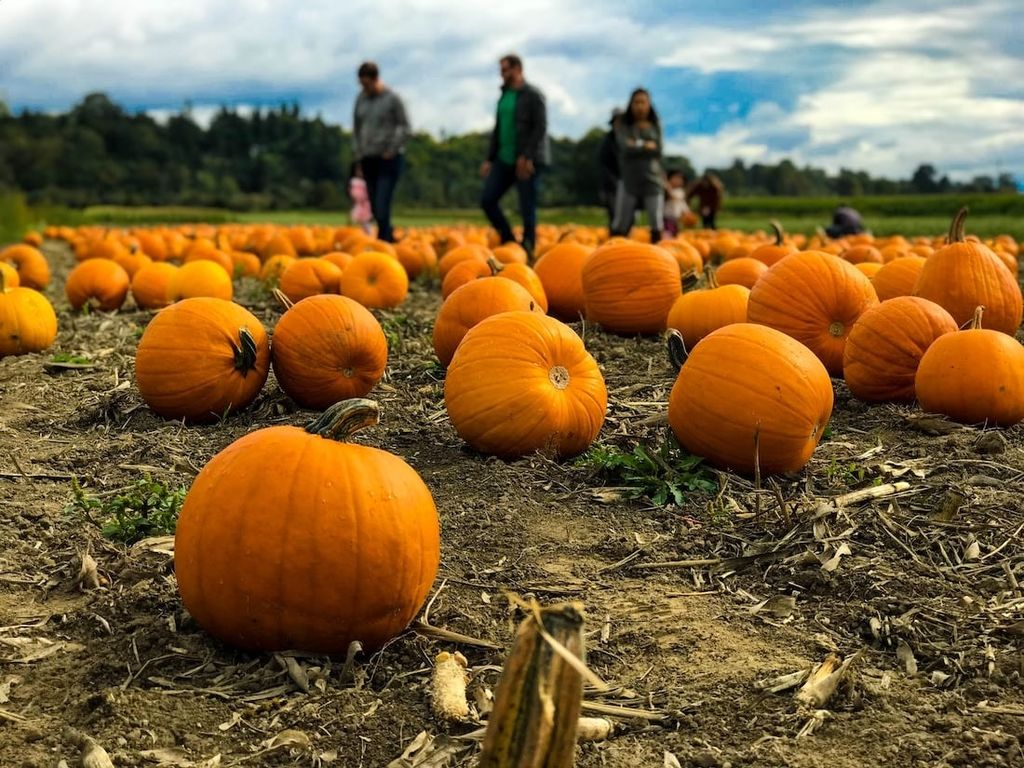 oil ranch - best pumpkin patch near houston tx